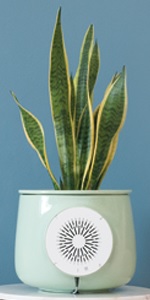 Natede Air Purifier and Plant from Clairy