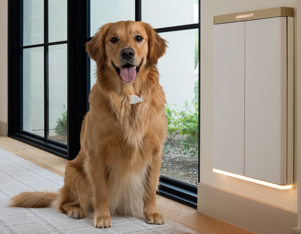 Pawport Smart Pet Door attached to a wall next to a golden retriever.